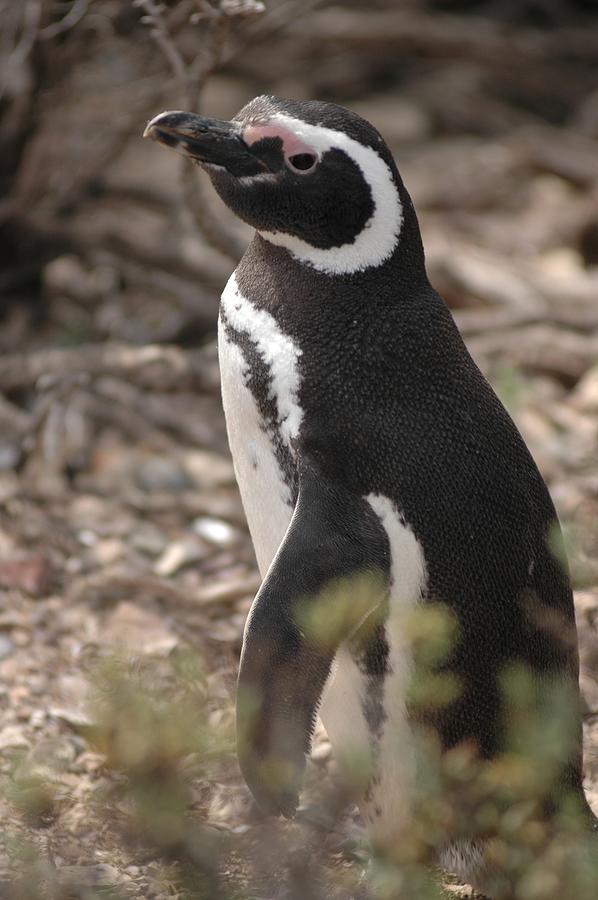 Magellanic Penguin No. 1 Photograph by Sandy Taylor