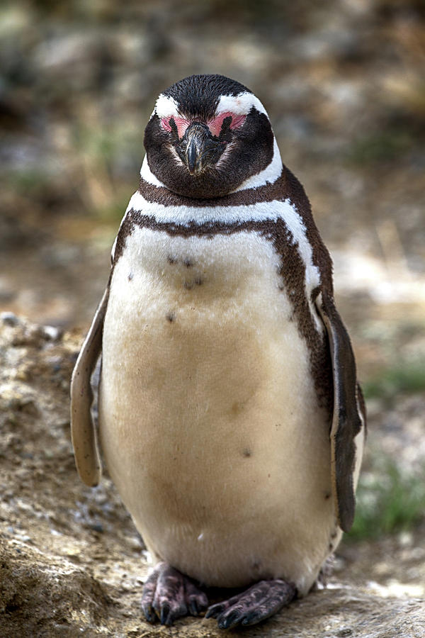 Magellanic Penguin Photograph by John Haldane