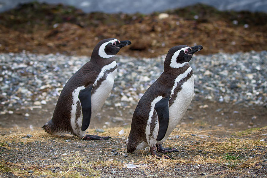 Magellanic Penguins Photograph by John Haldane