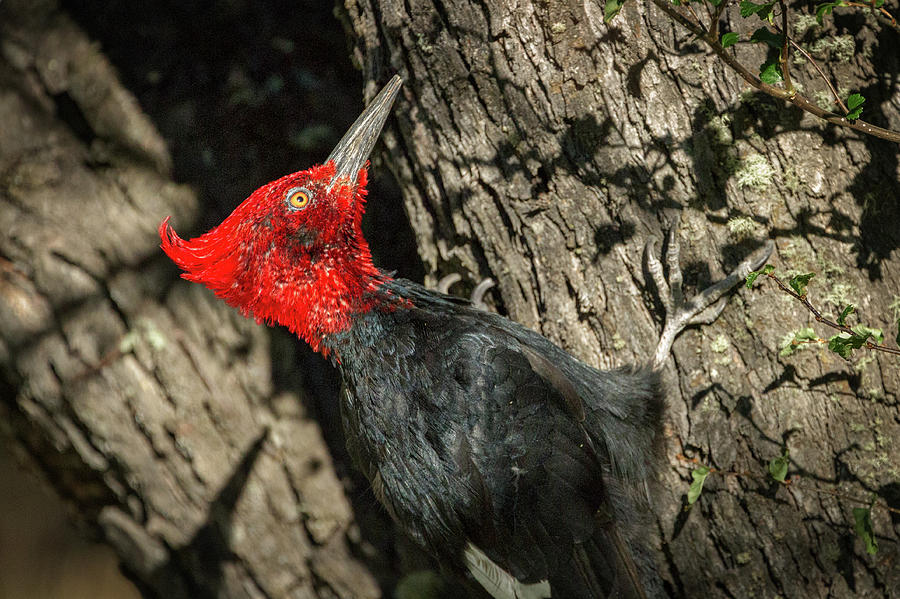 Magellanic Woodpecker - Patagonia Photograph by Stuart Litoff