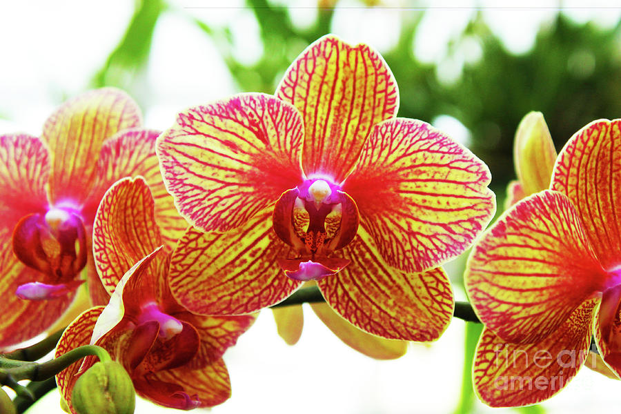 Magenta and yellow orchids - close up against blurred background Photograph by Susan Vineyard