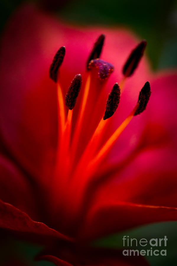 Magenta Bloom Photograph by Michael Arend
