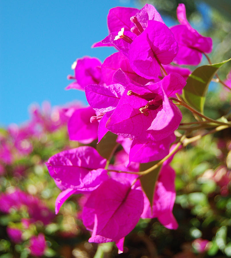 Magenta Bougainvillea Photograph by Jean Booth - Fine Art America