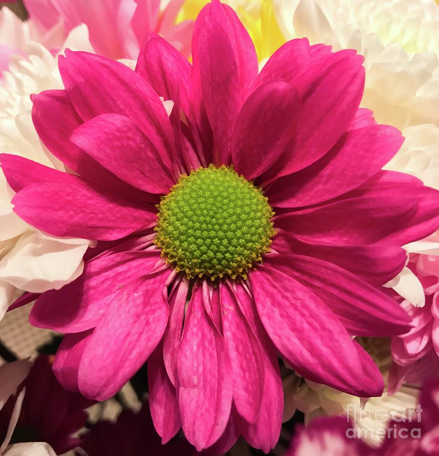 Magenta Chrysanthemum Photograph by CAC Graphics