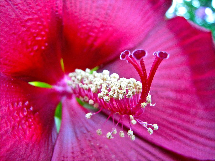 Nature Photograph - Magenta Flower by Lori Miller