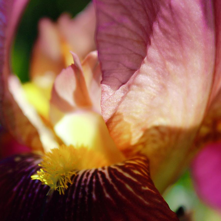 Magenta Iris Bloom Photograph by M E
