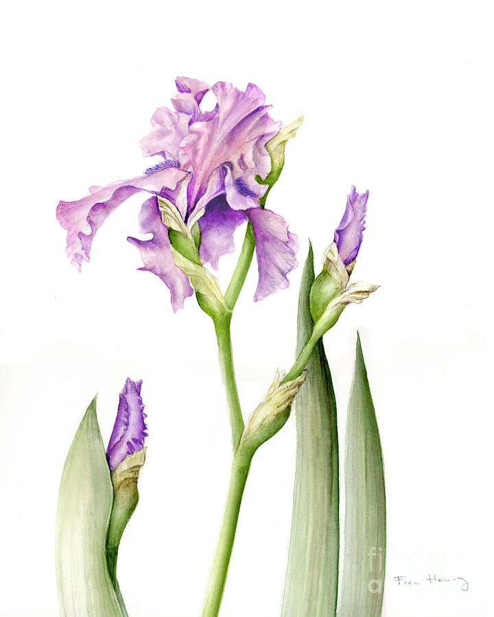 Magenta iris Painting by Fran Henig
