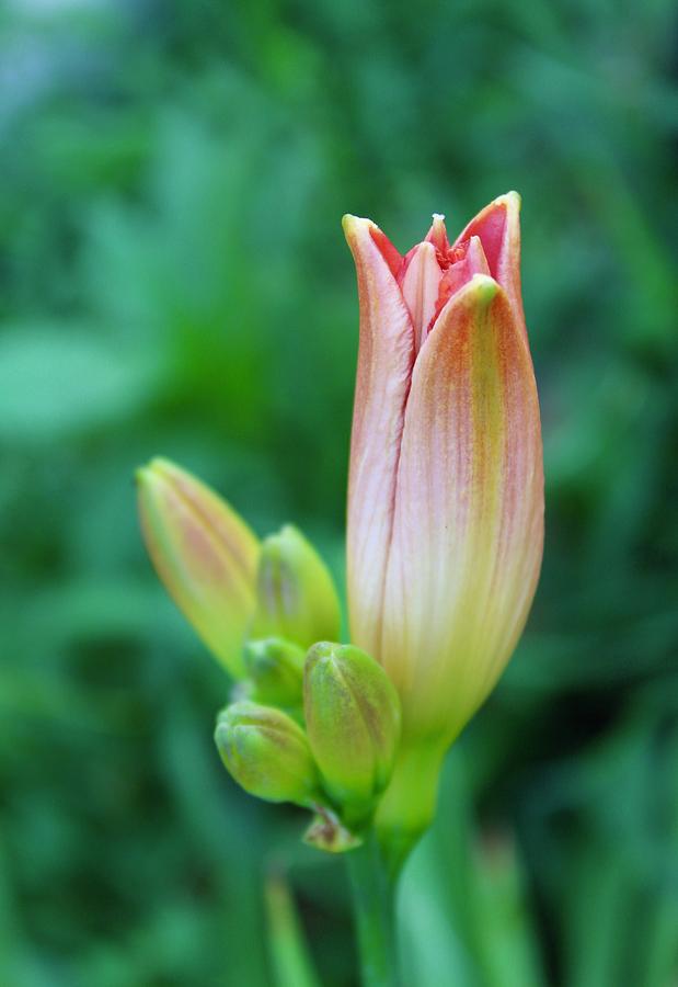 Magenta Lily Bloom Bud Photograph by M E