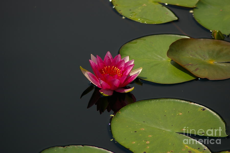 Magenta Lotus Waterlily Flower Photograph by Jackie Irwin
