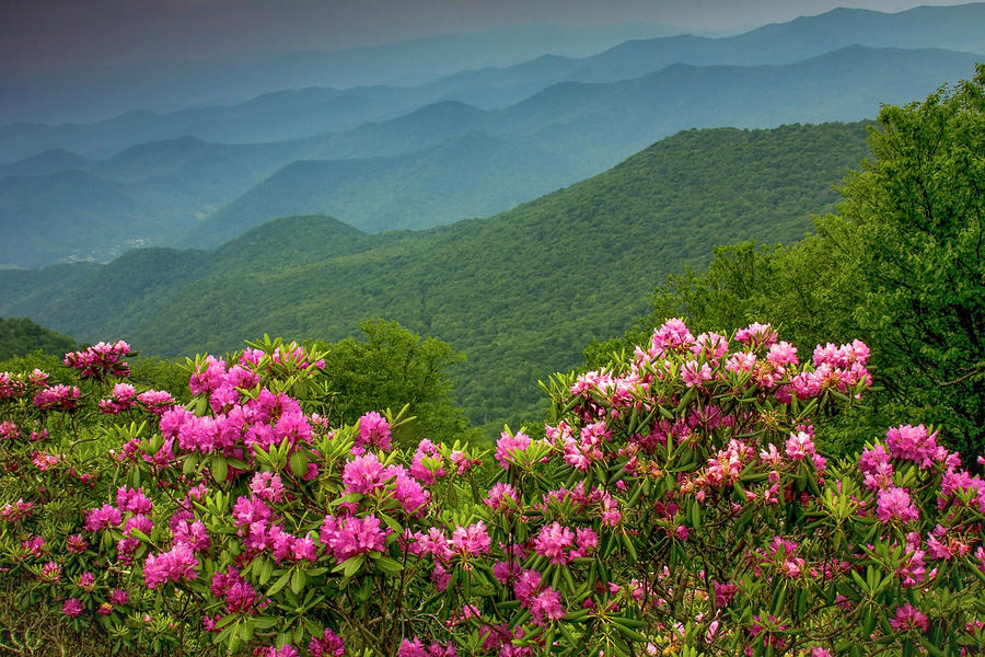 Magenta Mountains Photograph by Stacy Redmon