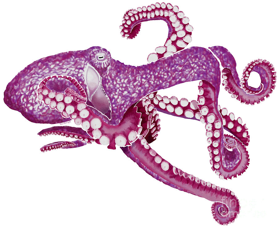 Octopus Digital Art - Magenta Octopus by Kate LeVering