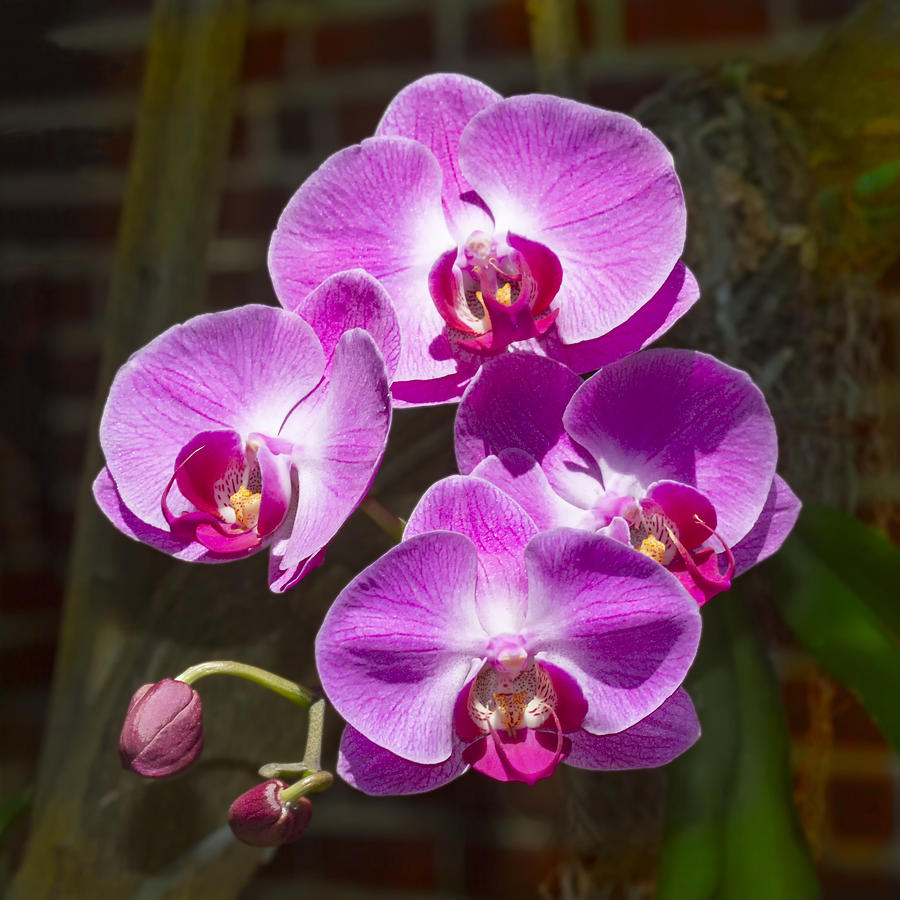 Magenta Orchids Photograph by Bob Slitzan