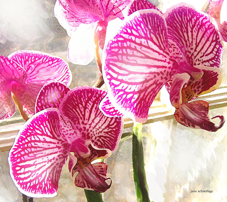 Orchid Digital Art - Magenta Orchids by Jane Schnetlage
