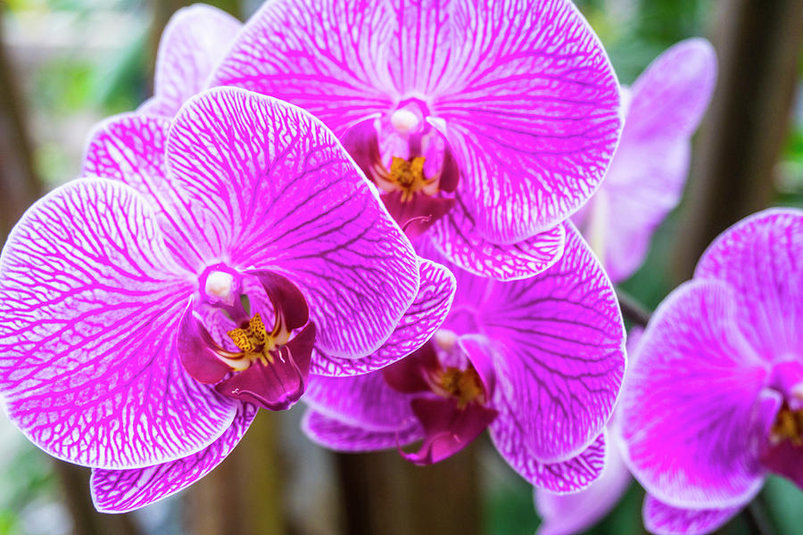 Magenta Orchids Photograph by Jennifer Lycke - Pixels