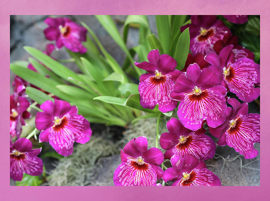 Flower Photograph - Magenta Orchids by Lorraine Baum
