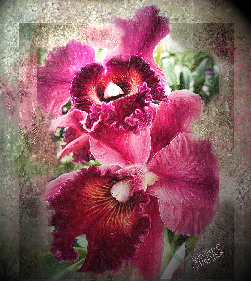 Magenta Orchids Digital Art