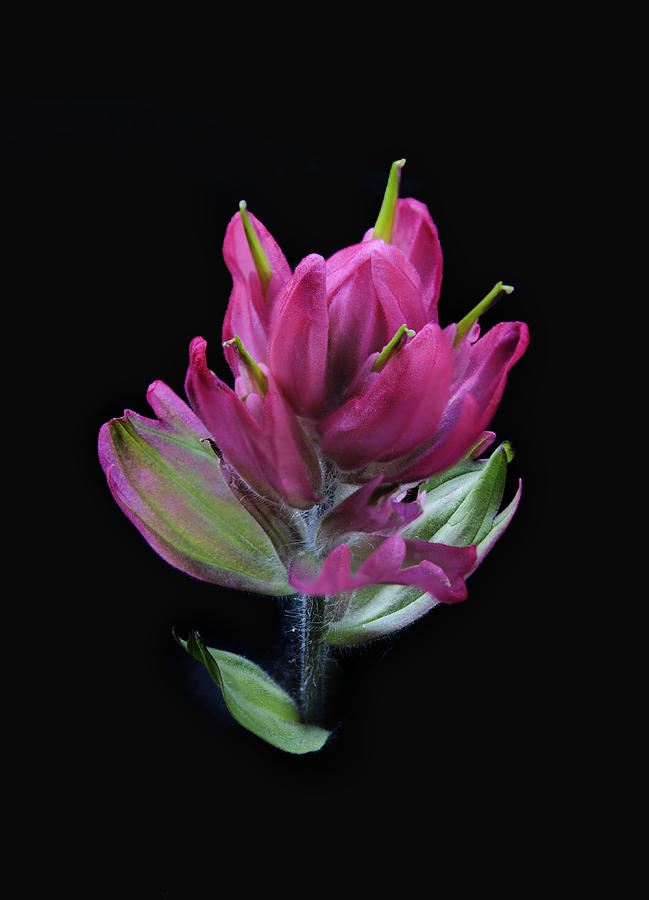 Magenta Paintbrush on Black Photograph by Morris McClung
