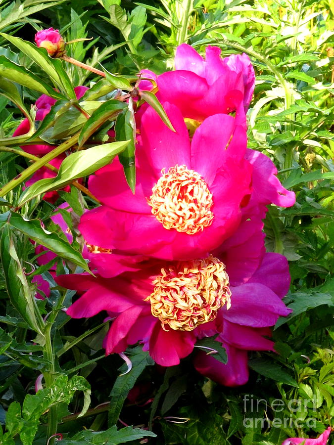 Magenta Peonies Photograph by B Rossitto