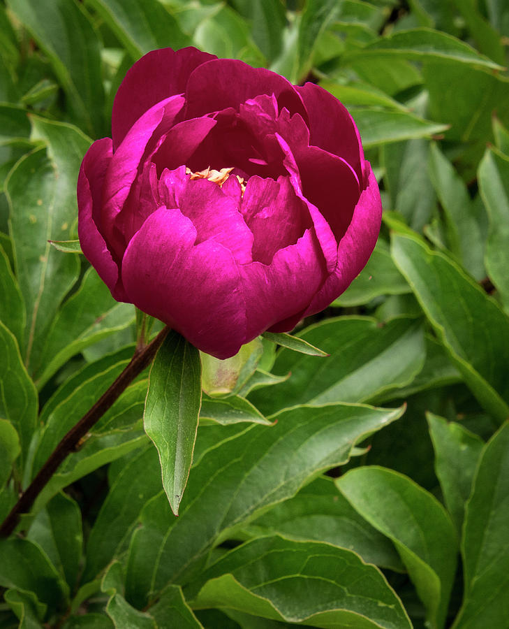 Magenta Peony Photograph by Jean Noren