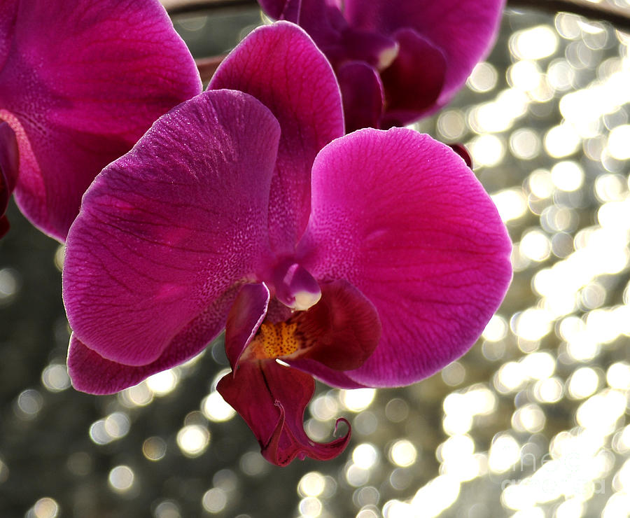 Flower Photograph - Magenta Phalaenopsis by Addie Hocynec