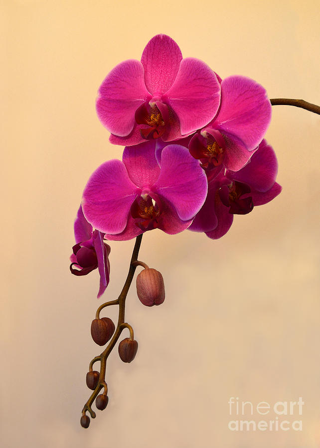 Magenta Phalaenopsis Orchid Photograph by Catherine Sherman