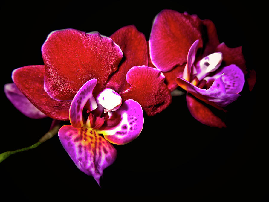 Magenta Phaleonopsis Orchid Photograph by Joyce Dickens