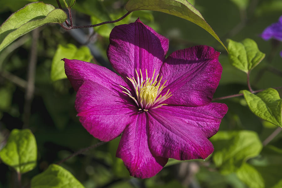 Magenta Pink Clematis Blossom Photograph by Kathy Clark