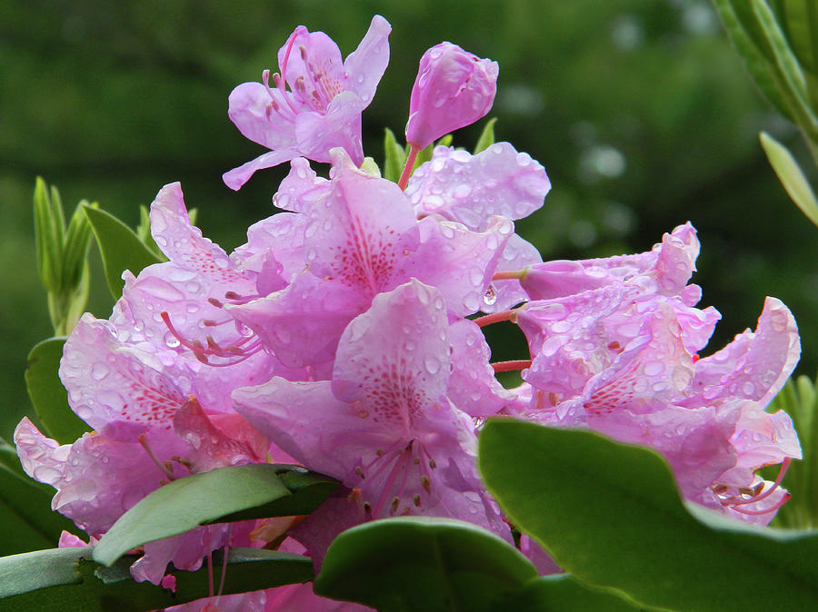 Magenta Rhododendron In The Rain Photograph by Emmy Vickers