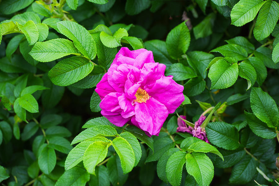 Magenta Rose Photograph by Steven Kornfeld - Fine Art America