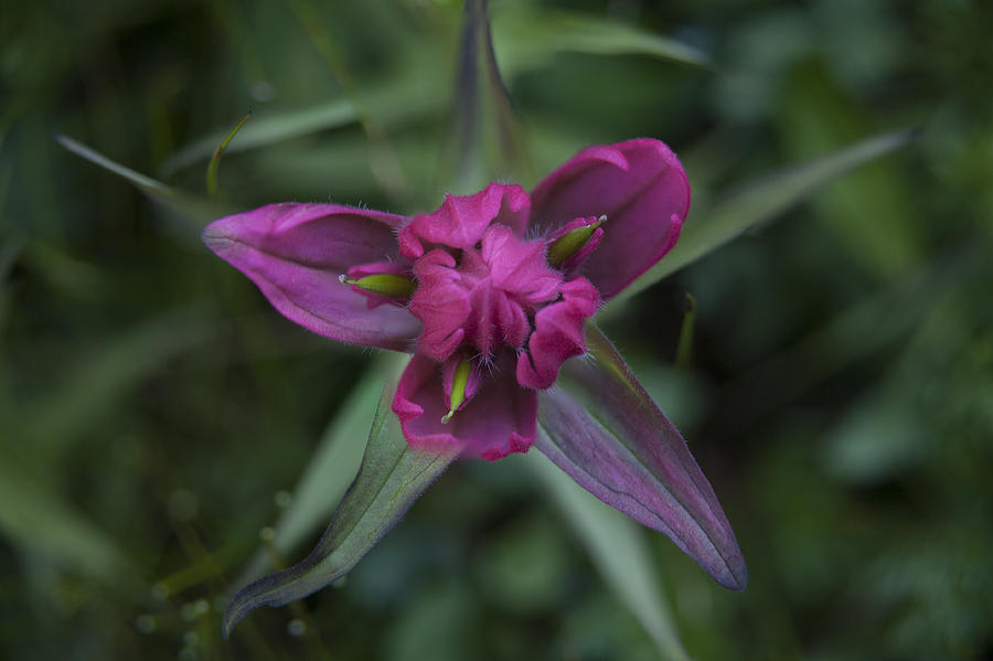 Magenta Star Photograph by Morris McClung