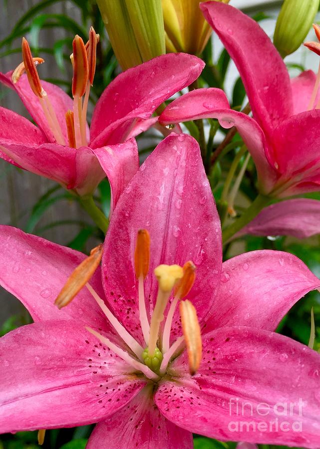 Magenta Tiger Lilies Photograph by CAC Graphics