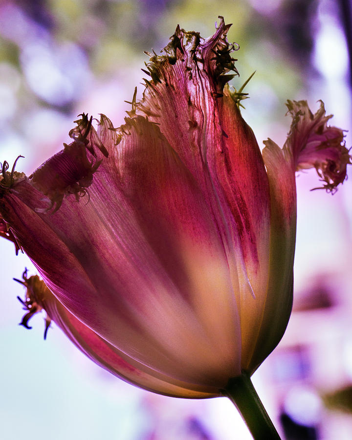 Magenta Tulip Photograph by Susan Bandy