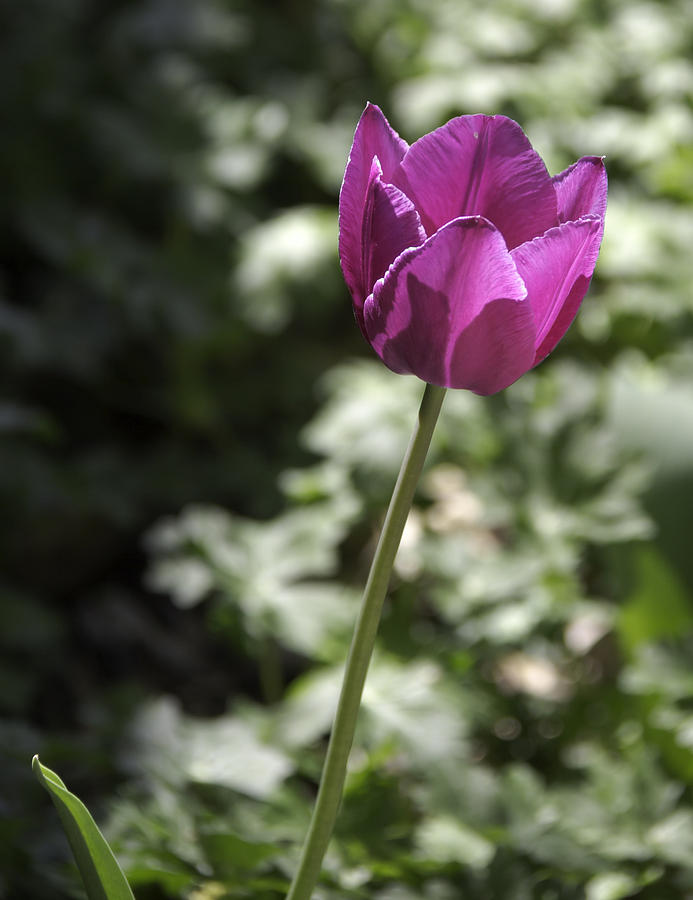 Magenta Tulip Photograph by Teresa Mucha