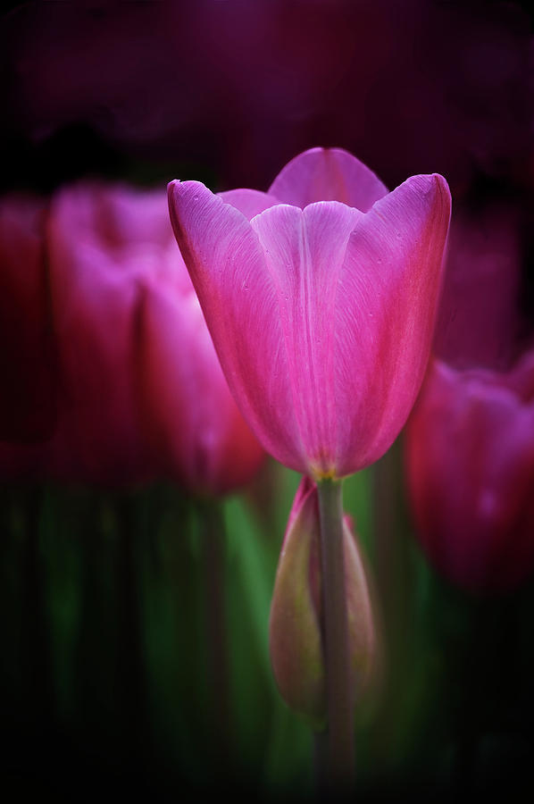 Magenta Tulips Photograph by John Christopher
