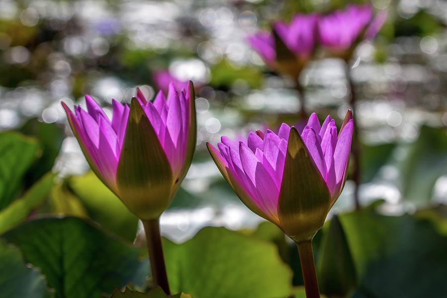 Magenta Water Lilies Photograph by Susie Weaver