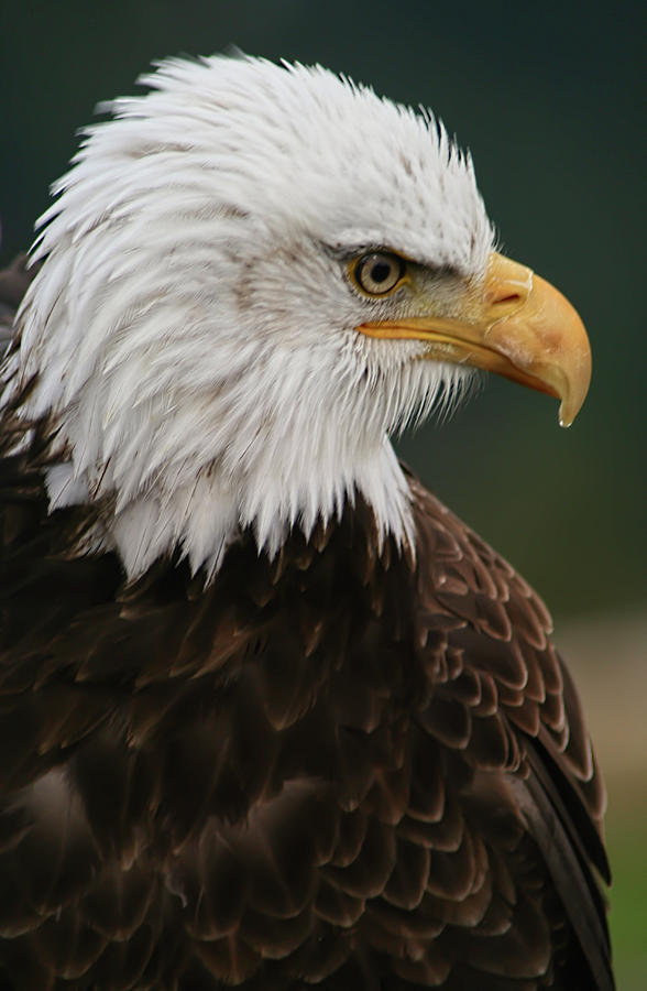 Magestic Eagle Photograph by Jacqui Boonstra - Fine Art America