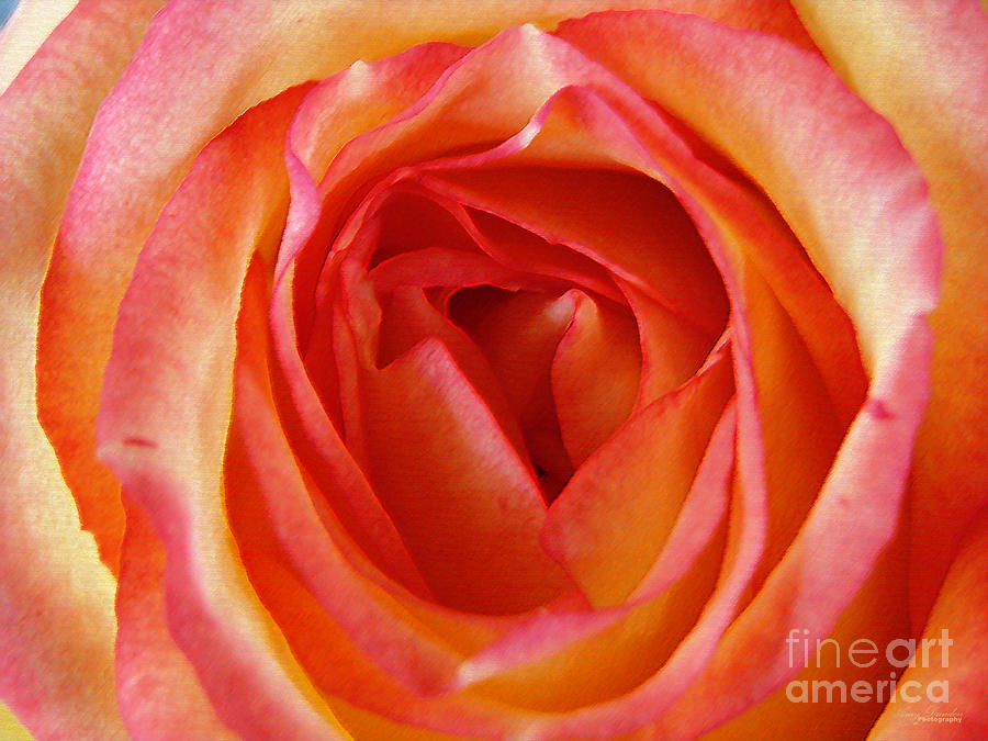 Magestic Pink Rose Photograph by Amy Dundon
