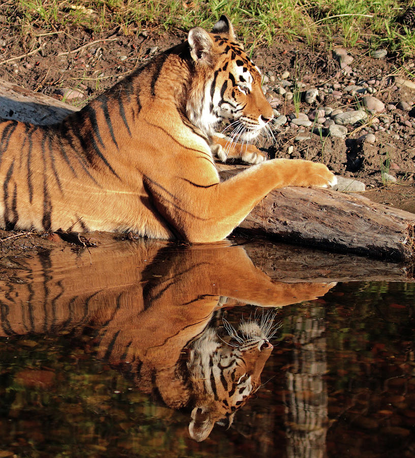 Magestic Tiger Photograph by Dan Orr