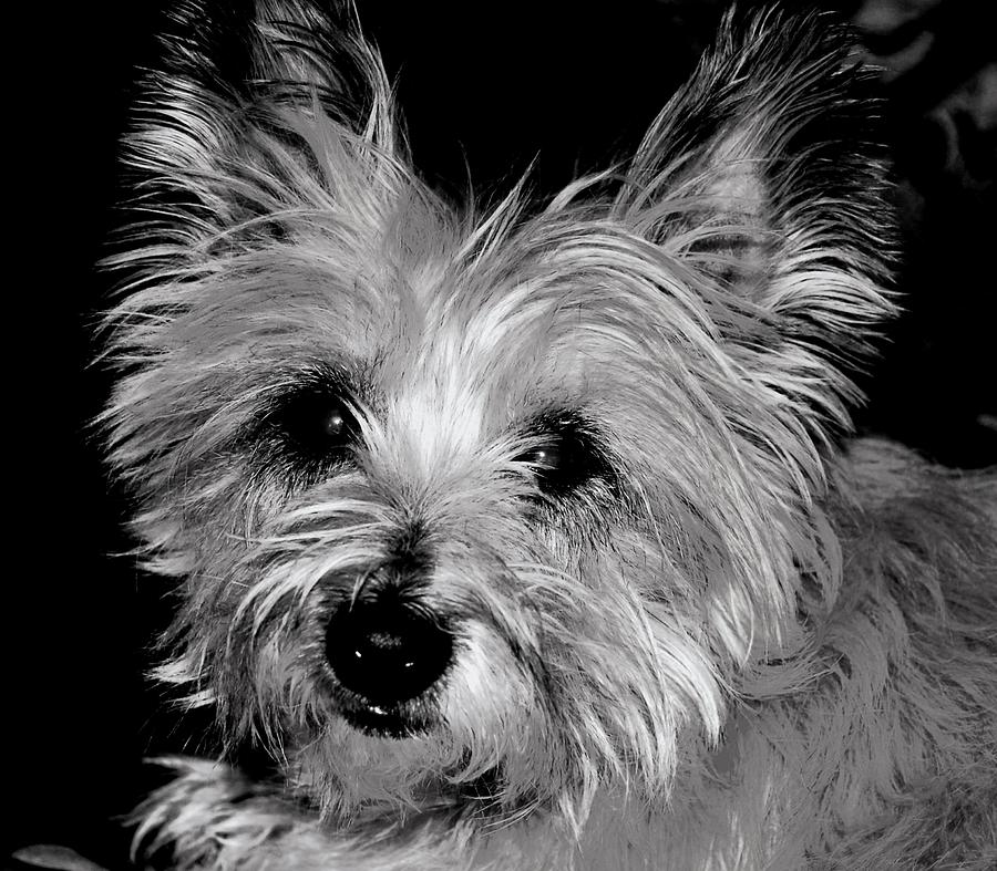 Maggie Photograph by Sharon Blanchard - Fine Art America