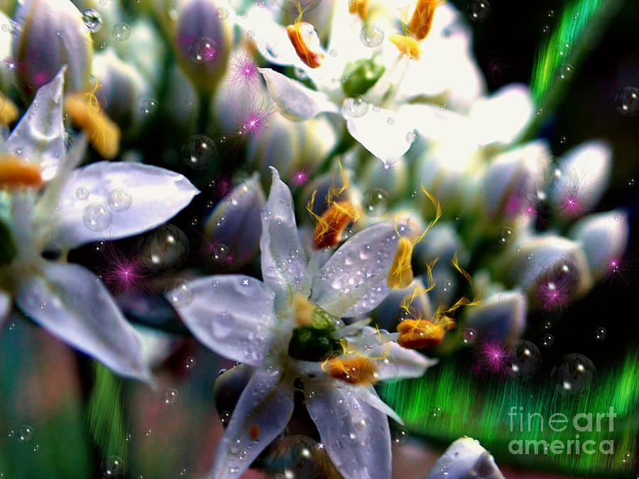 Magic Blossoms Photograph by Nicole Angell