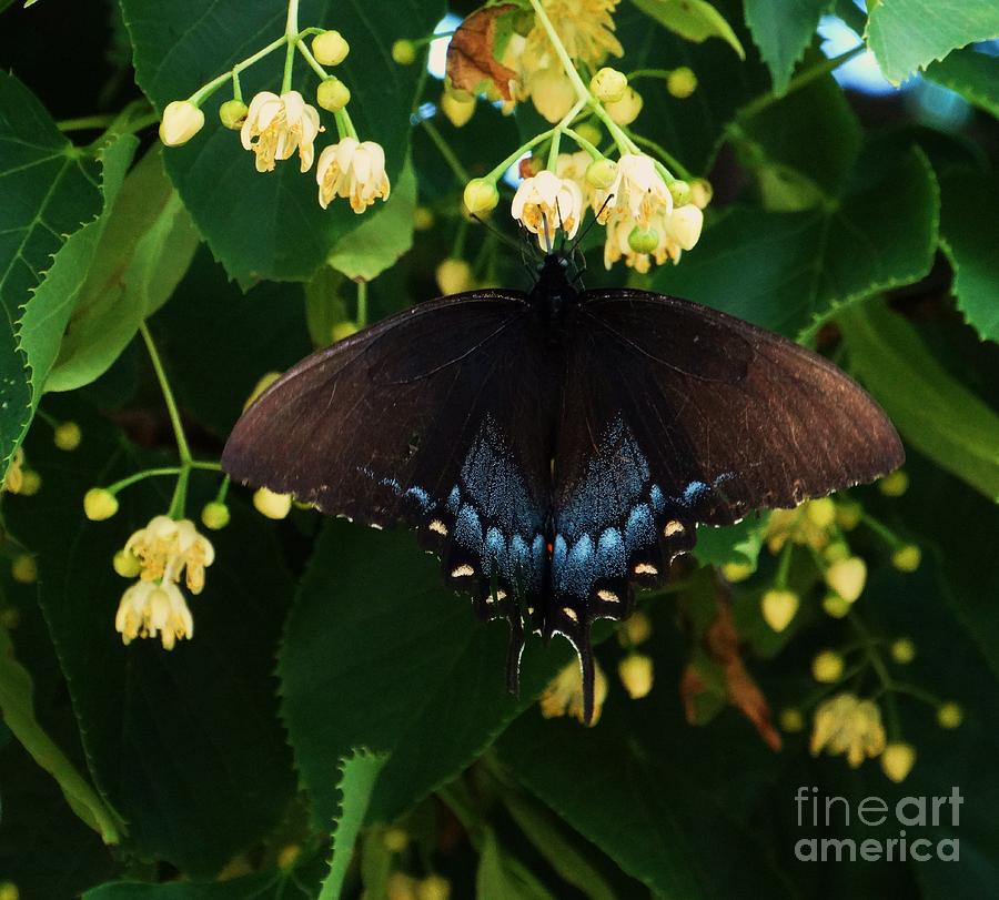 Magic Butterfly Photograph by J L Zarek