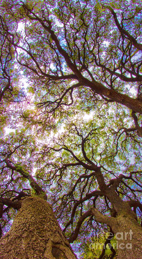 Magic Canopy Photograph by Michael Tidwell
