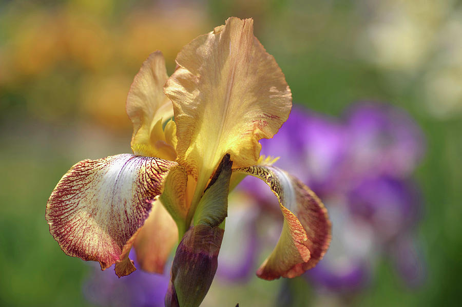 Magic Carpet 1.The Beauty of Irises Photograph by Jenny Rainbow