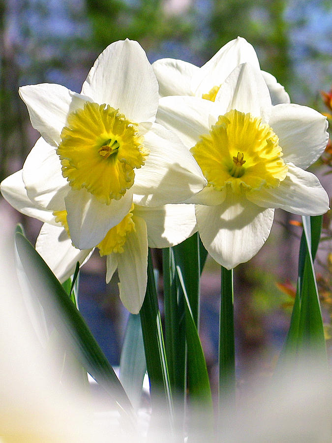 Magic Daffodils  Photograph by Rick Locke - Out of the Corner of My Eye