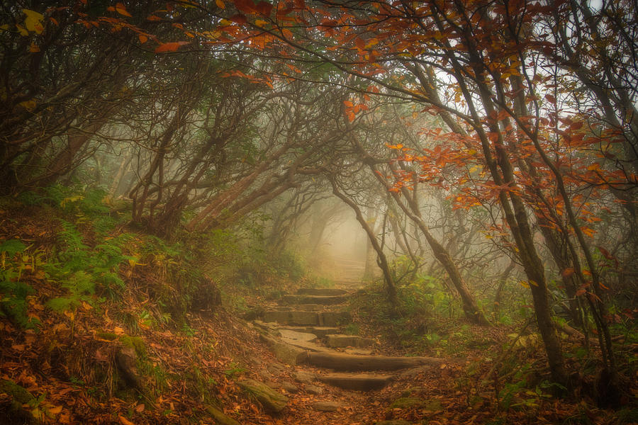 Fall Photograph - Magic Forest by Joye Ardyn Durham