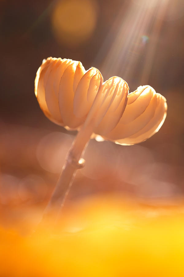 Mushroom Photograph - Magic from Above by Roeselien Raimond