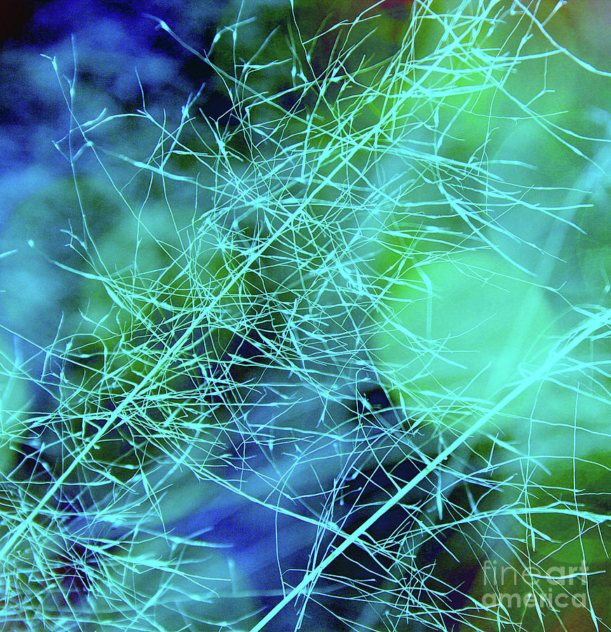 Magic Grasses in Turquoise Photograph by Judi Bagwell