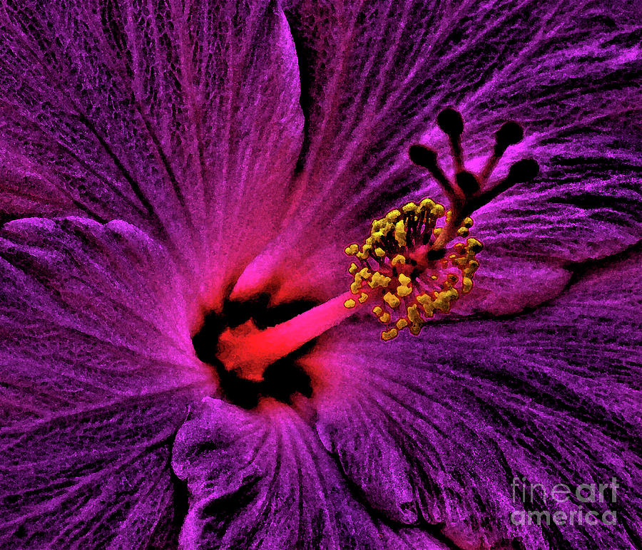 Magic Hibiscus Photograph by Craig Wood