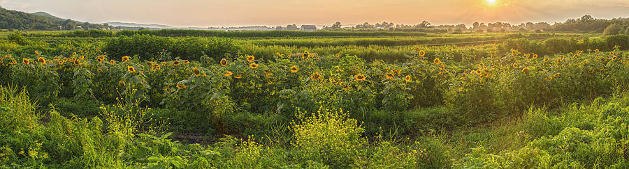 Magic Hour Sunflower Panorama Photograph by Angelo Marcialis