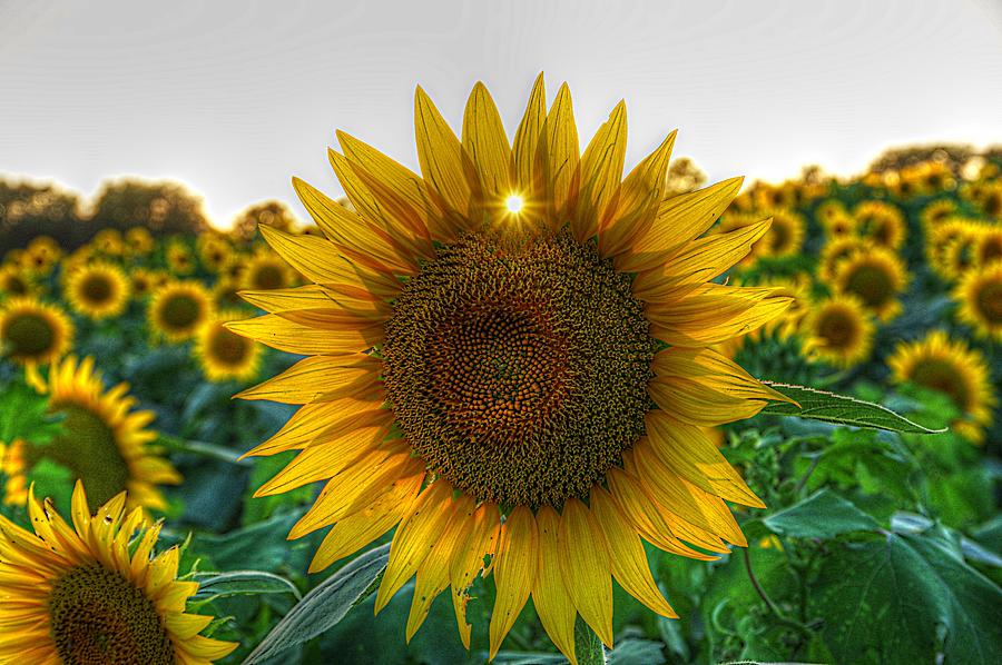 Magic in A Sunflower Field Photograph by Karen McKenzie McAdoo